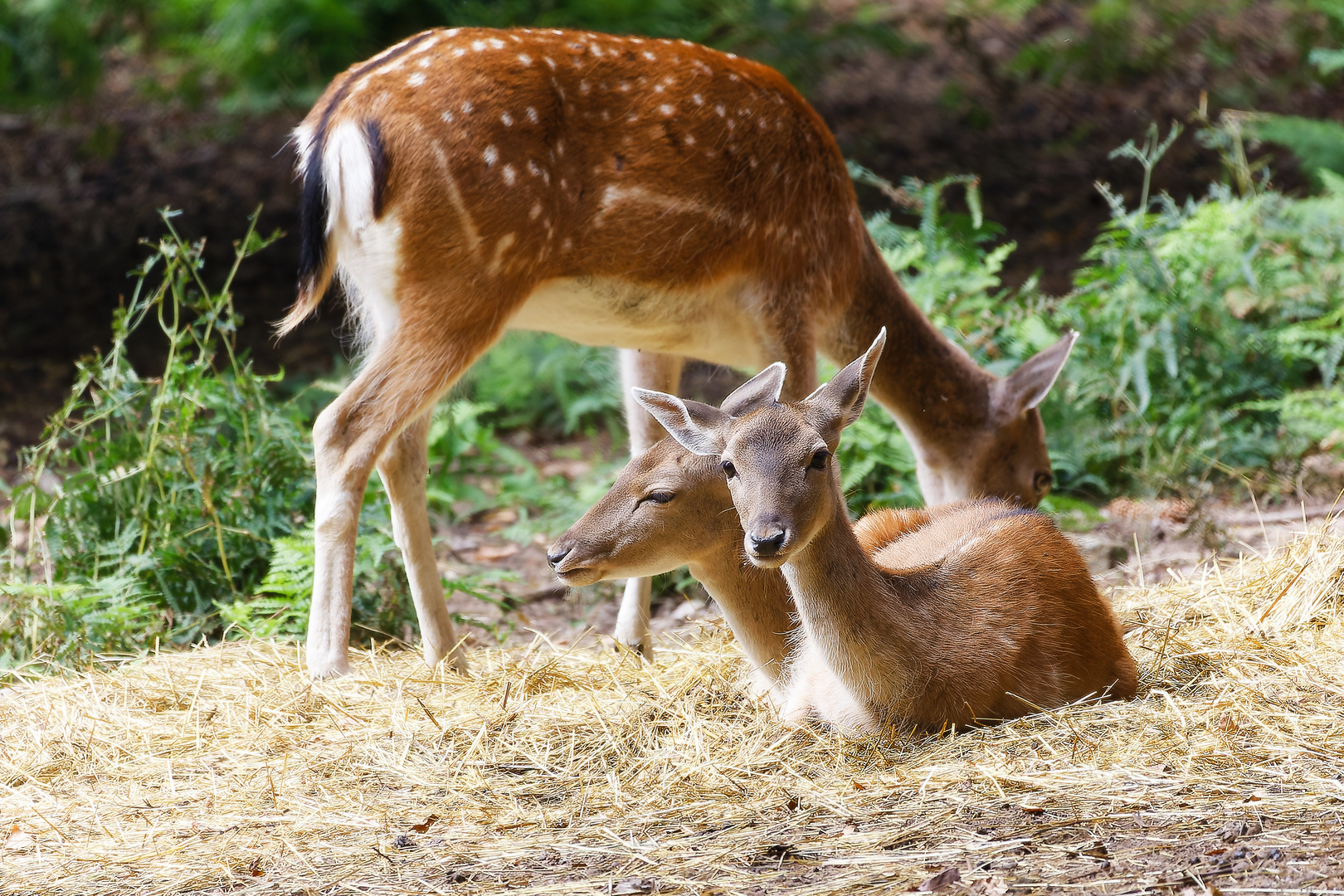  Beim Damwild ...