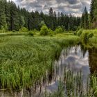 Beim Eisweiher (Titisee)