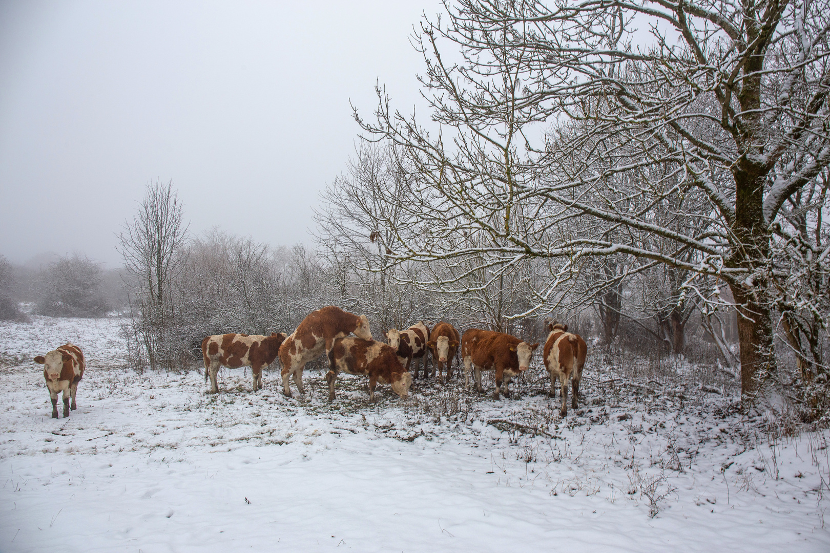 beim ersten Schnee: Weidekühe in der Rhön im Winter