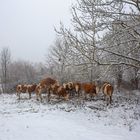 beim ersten Schnee: Weidekühe in der Rhön im Winter