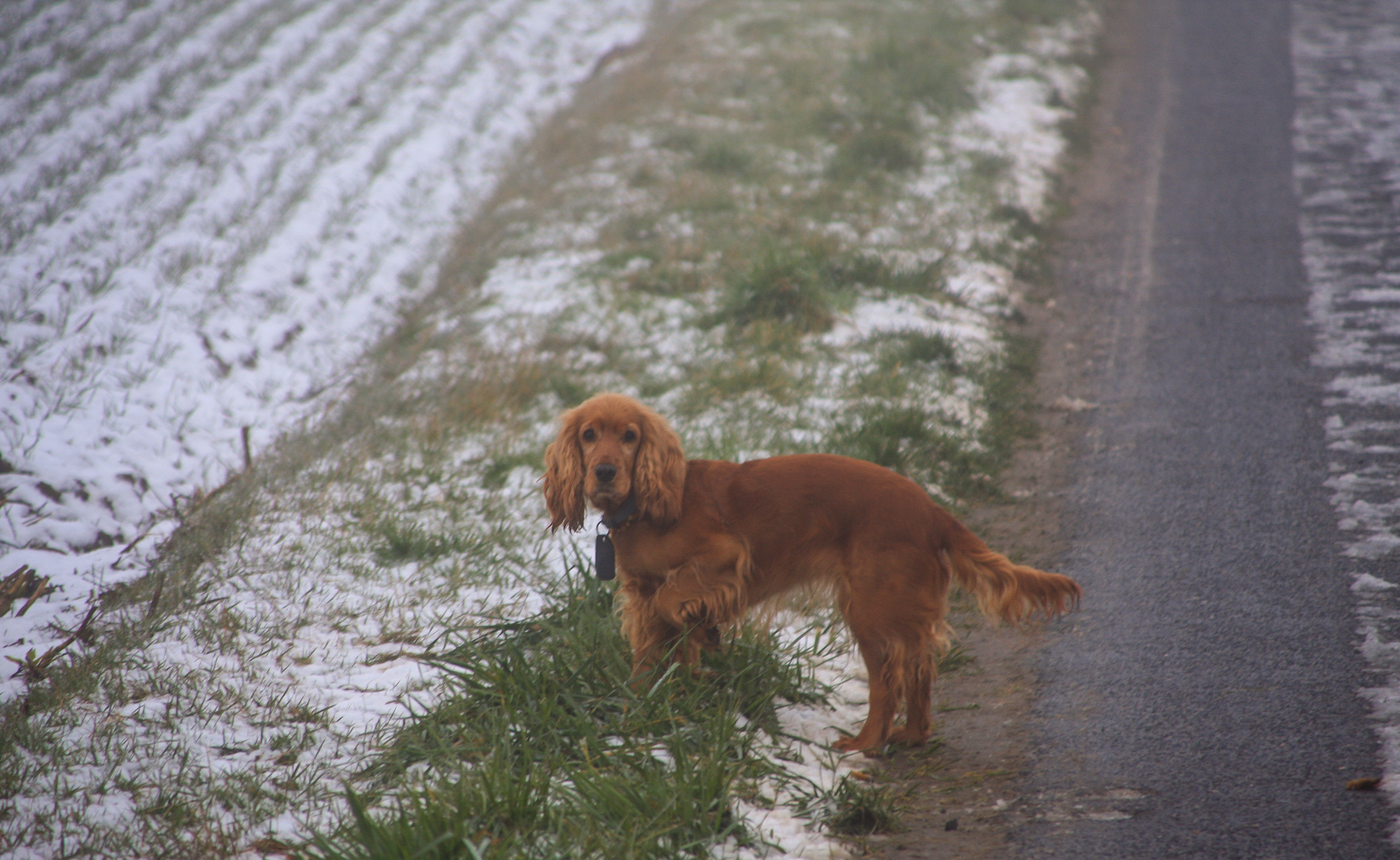 Beim Februarspaziergang III...