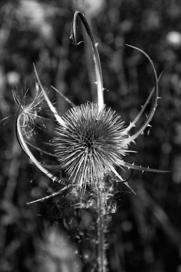 Beim Februarspaziergang VII...