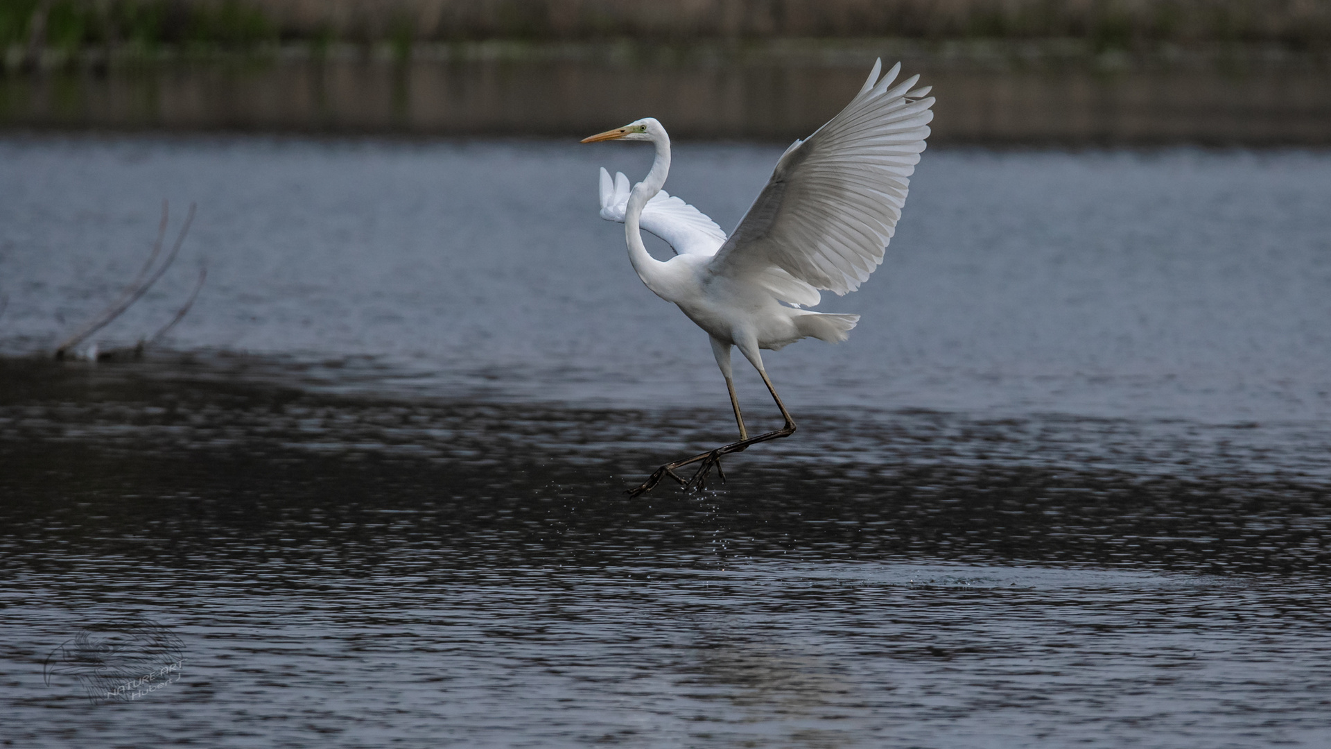 Beim Fische scheuchen