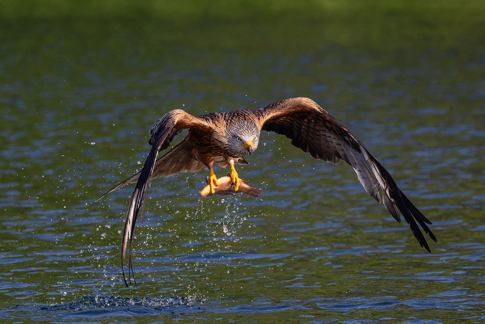 beim Fischen(1)