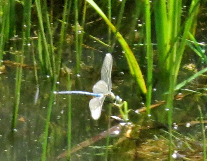 beim fliegen erwischt