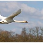 Beim Fliegen immer schön nach vorne schauen!!!