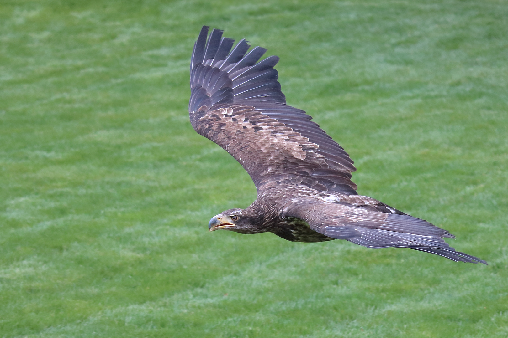 Beim Flug über den gepflegten Rasen