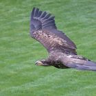 Beim Flug über den gepflegten Rasen