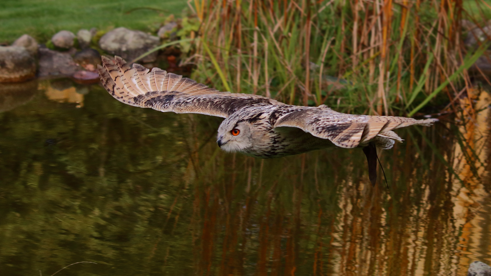 Beim Flug über den Teich