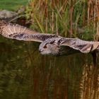 Beim Flug über den Teich