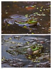 beim Froschkonzert