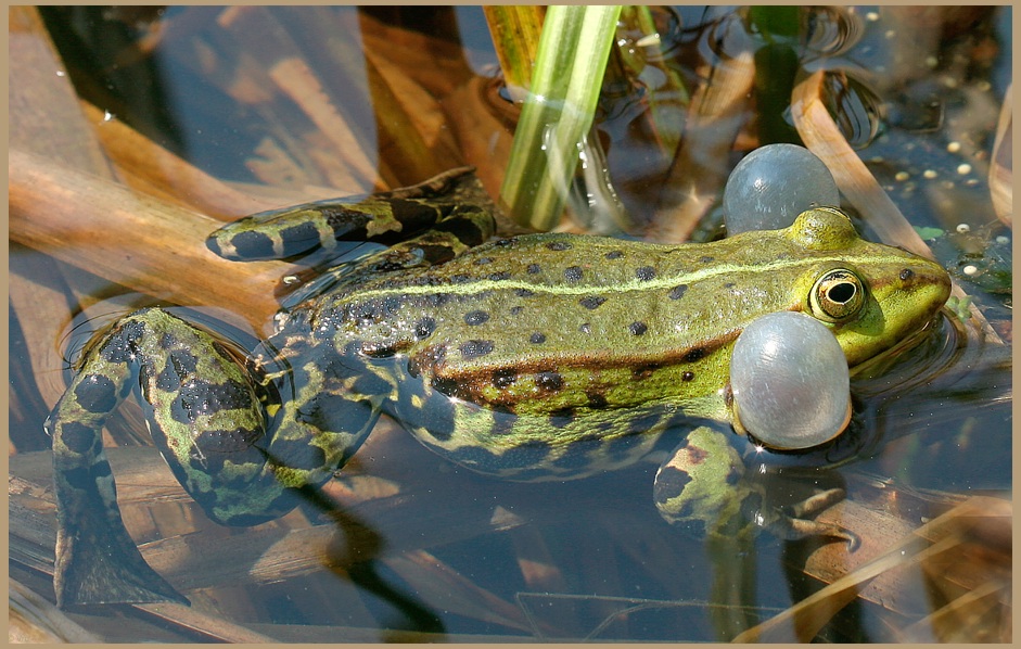 beim Froschkonzert