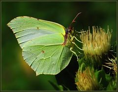 Schmetterlinge