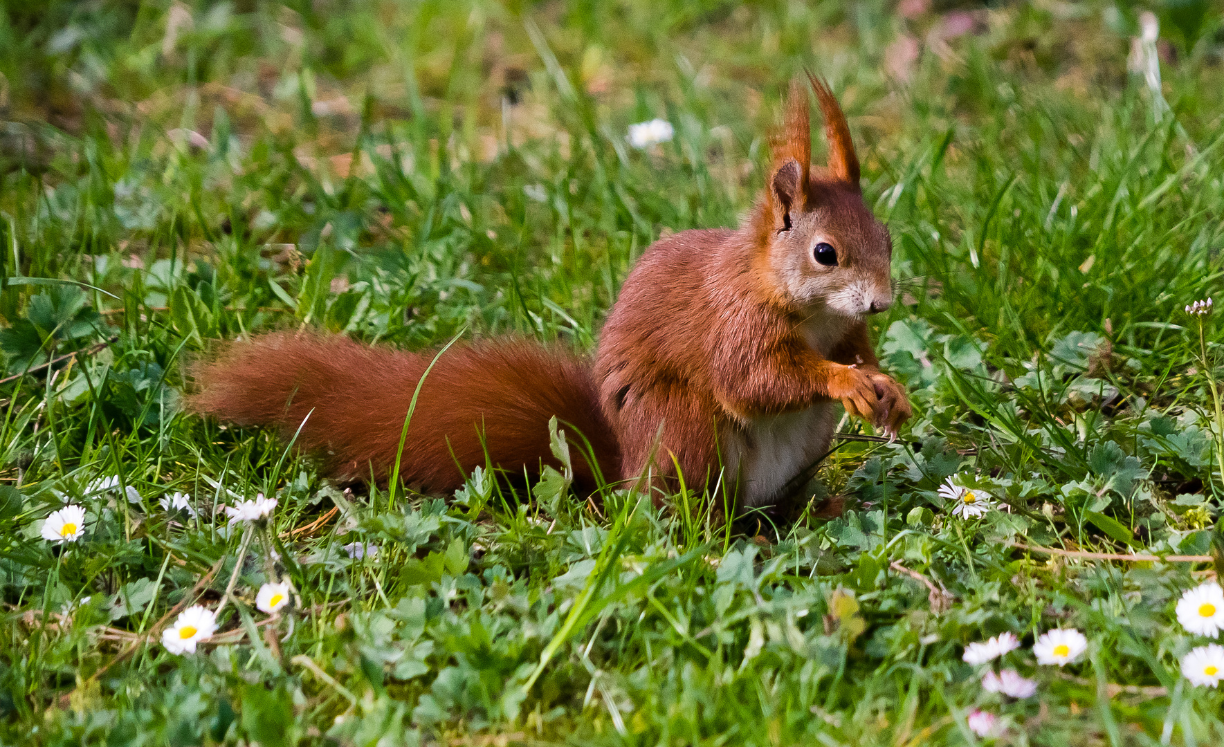 Beim Gänseblümchen knabbern