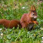 Beim Gänseblümchen knabbern