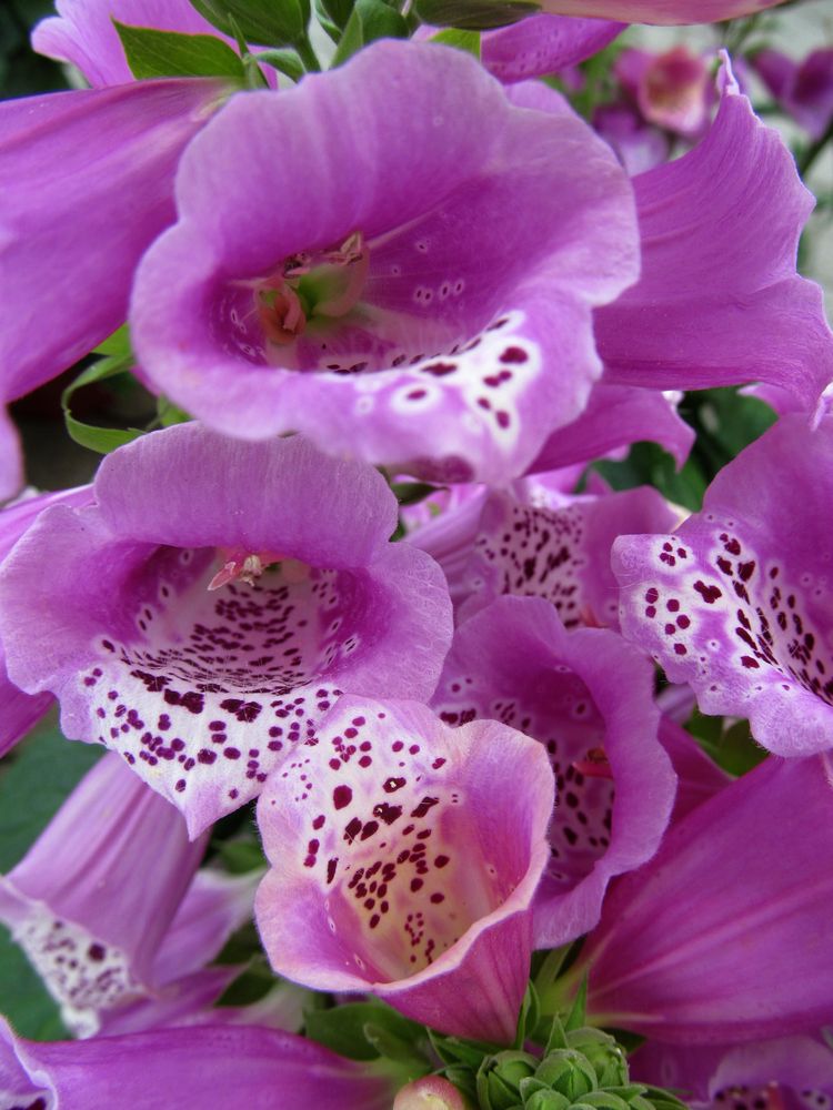 beim Gärtner Foto & Bild flower, outdoor, natur Bilder auf