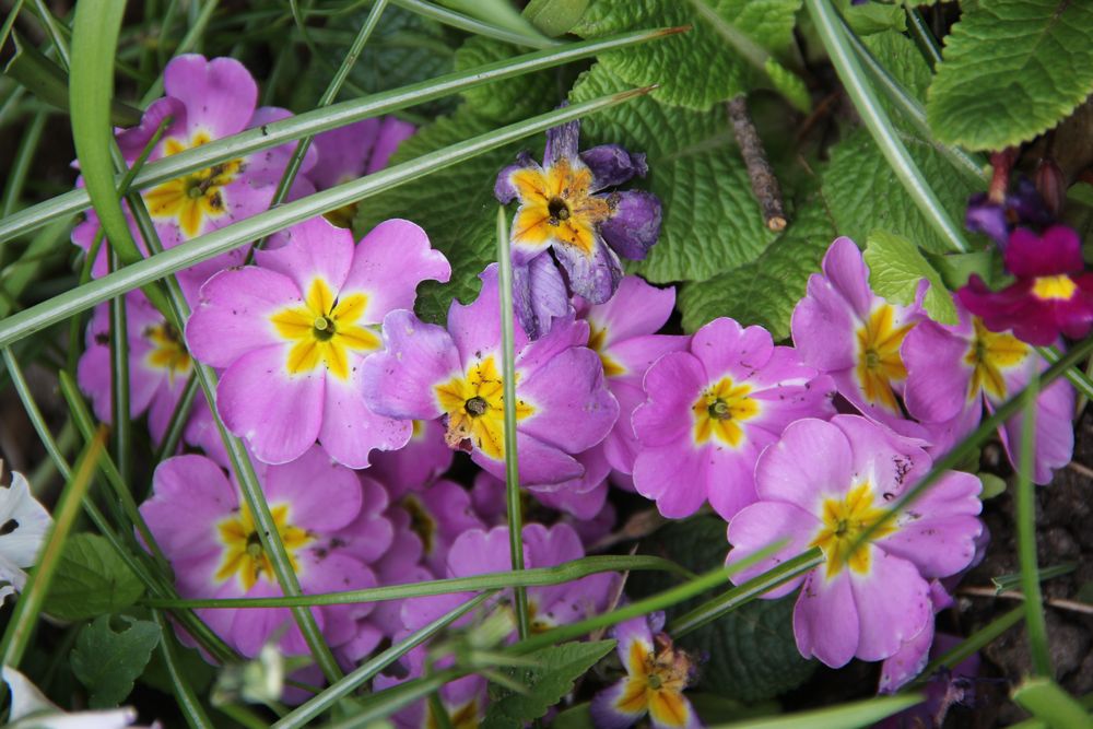 Beim Gang durch den Garten mit Kamera