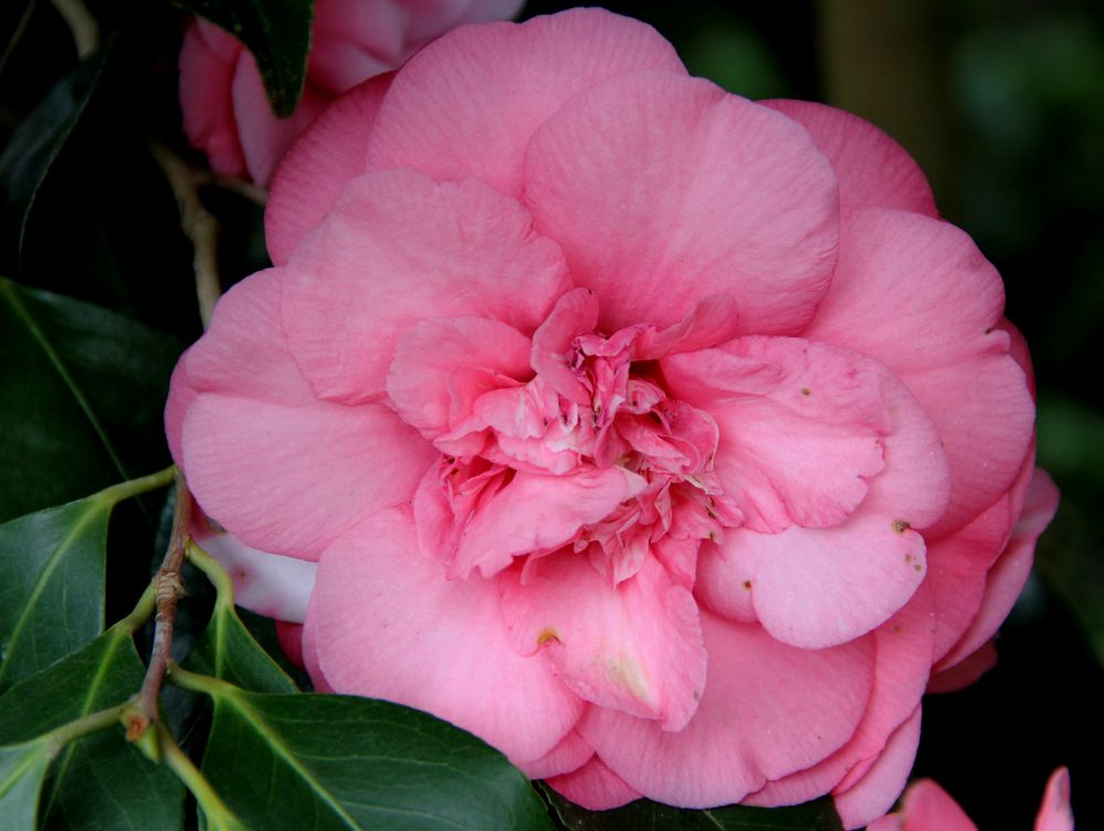 Beim Gang durch den Garten mit Kamera - Blüte unterm Mammutbaum