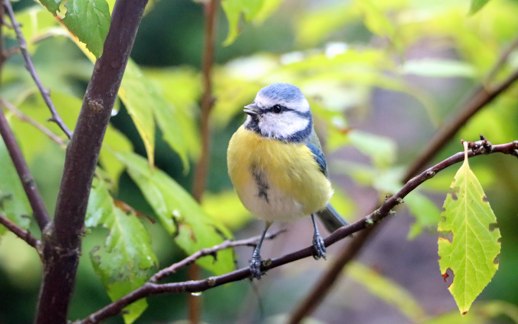 Beim Gartenteich ...