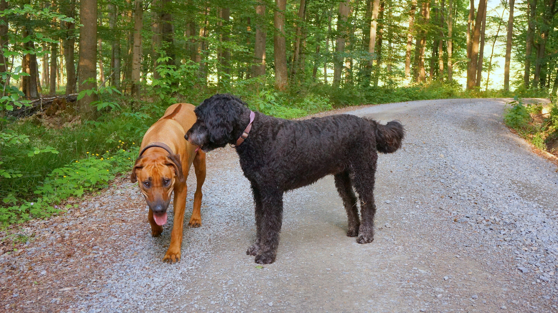 beim gemeinsamen Spaziergang (dando un paseo juntos)