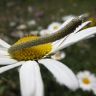 Beim Hahnenkammritt erwischt: Raupe des Alpenspanners, Lycia alpina (SULZER, 1776)