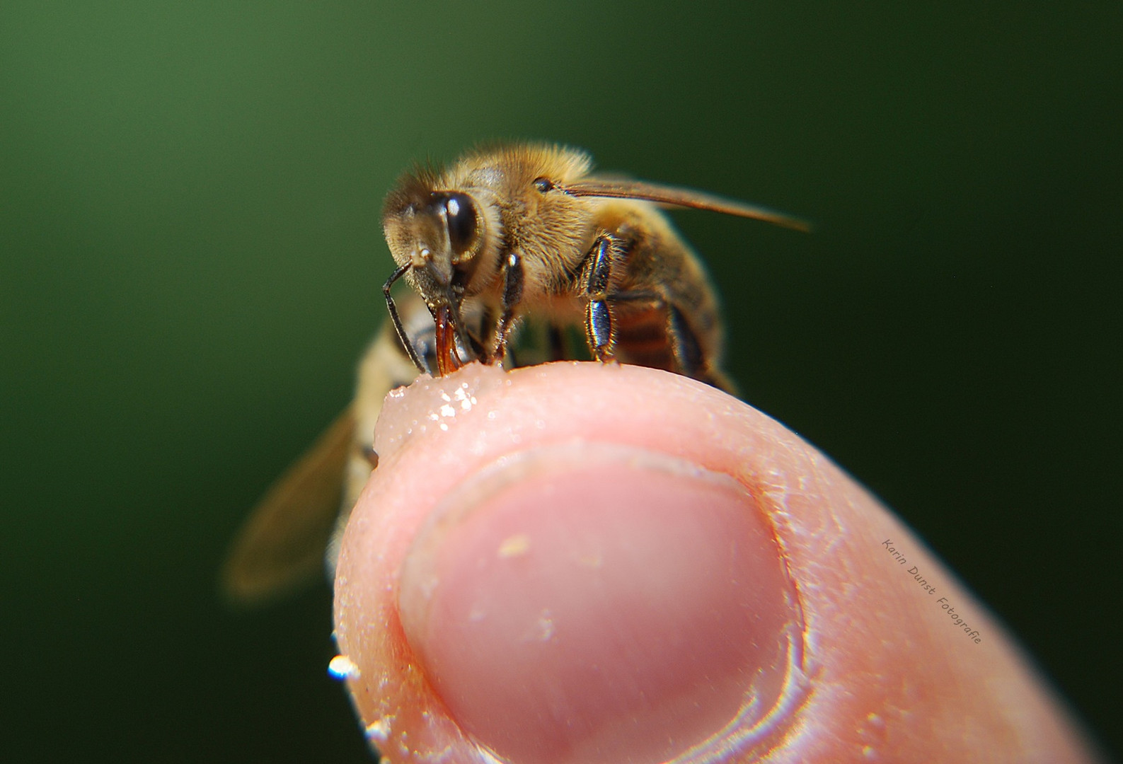 beim Honig schlecken