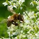 Bienen