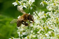 Bienen