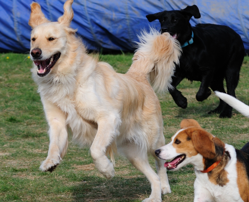 Beim Hunde Freilauf