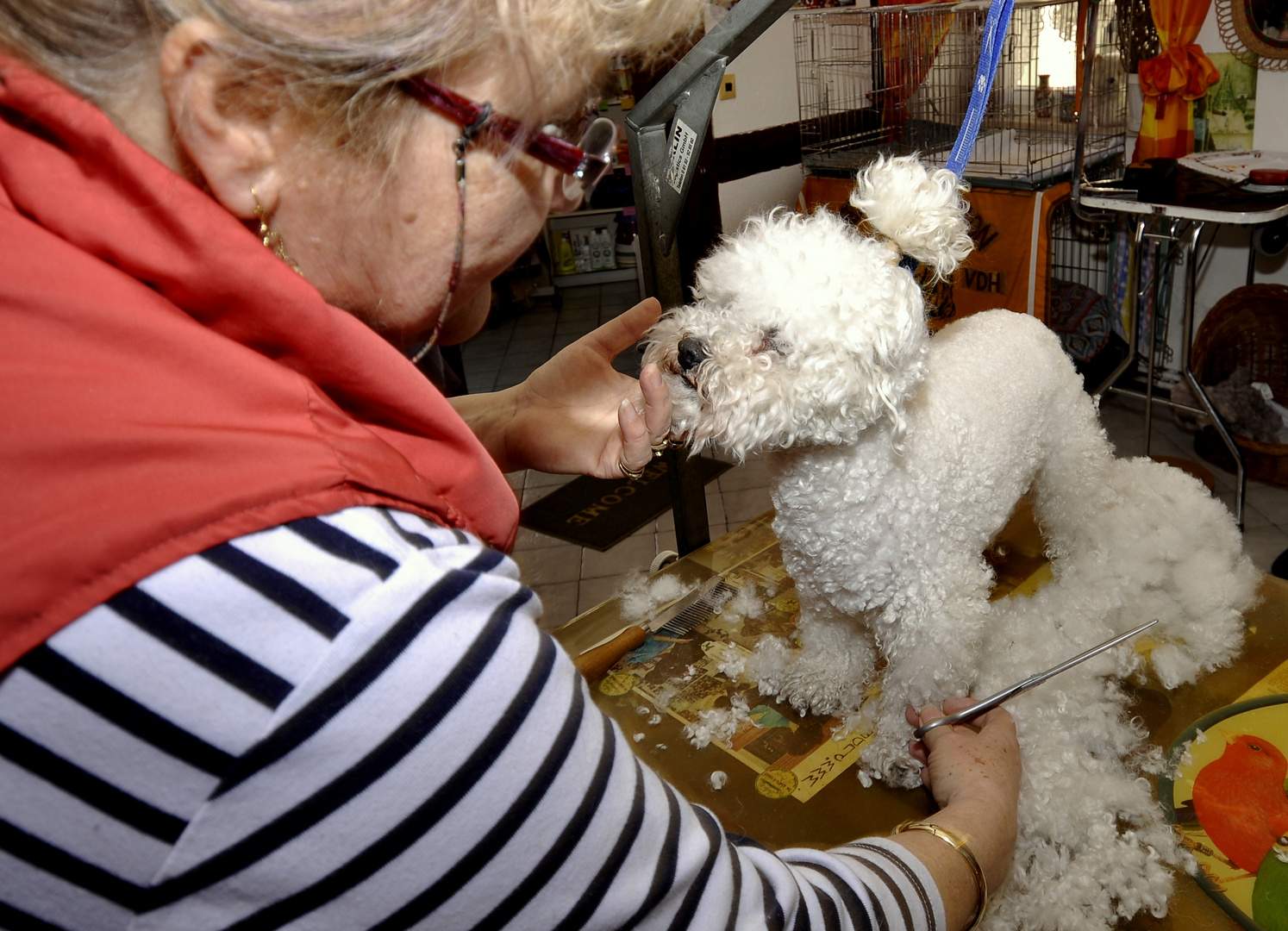 Beim Hundefrisör