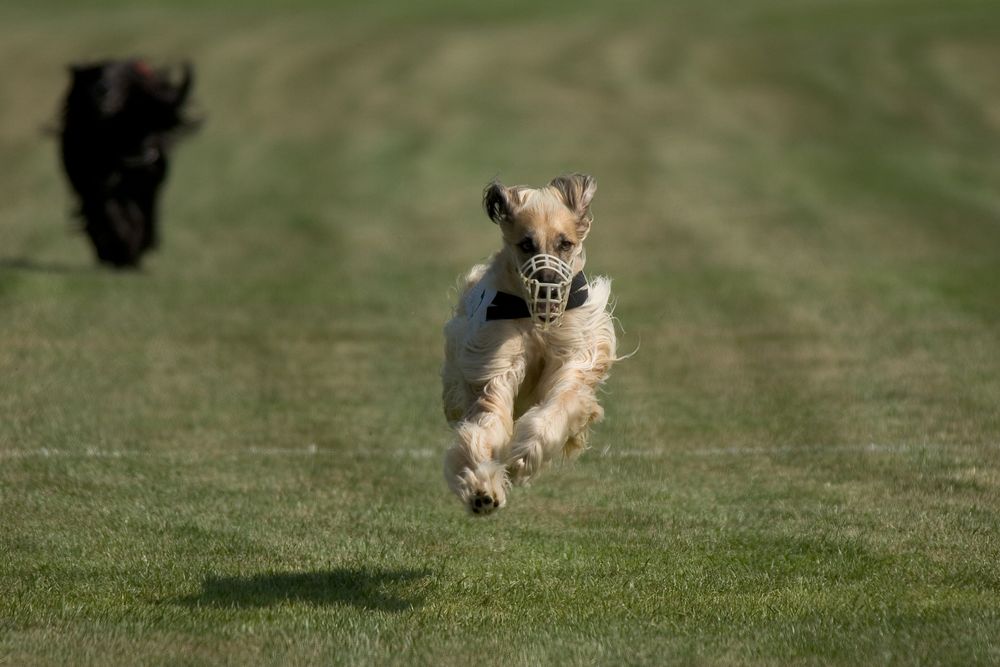 Beim Hunderennen