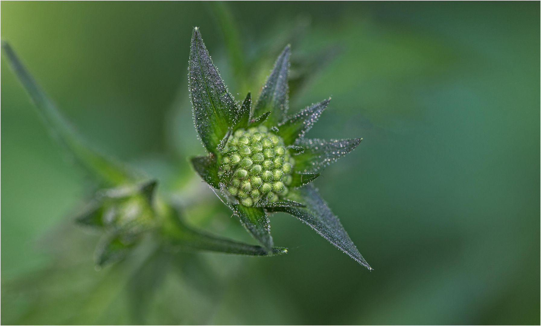 Beim Imker 5) Diese Pflanze entdeckte ich nach dem "Bienenshooting"...