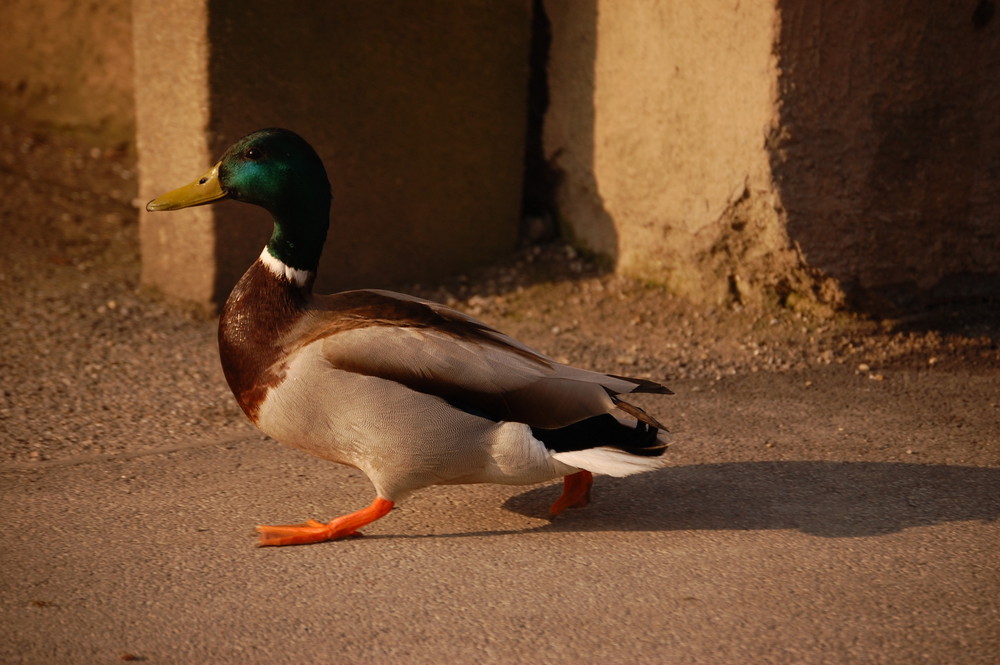 Beim Karfreitagmorgenspaziergang