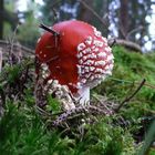 …beim kleinen Waldspaziergang gesehen..