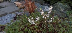 Beim kostbaren Alpenseidelbast im Flachland hatte ich noch nie so viele Blüten...