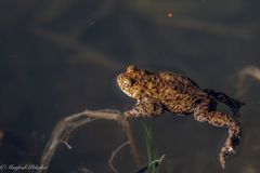 Beim Krötenteich ...