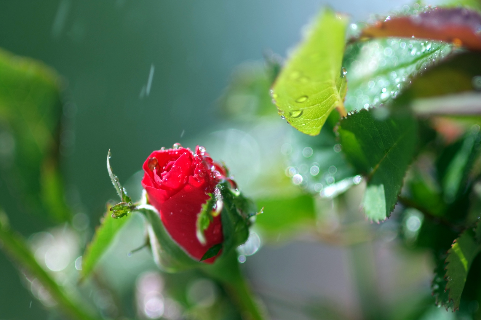 Beim künstlichen Regen erwischt (verwischt) :-)