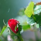 Beim künstlichen Regen erwischt (verwischt) :-)