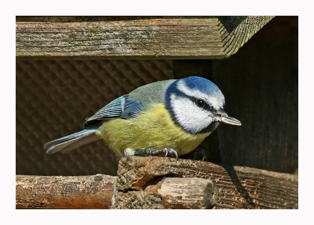 beim Lanser Vogelhaus