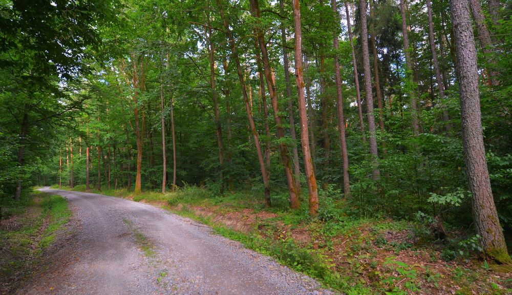 beim Lauf heute durch den Wald