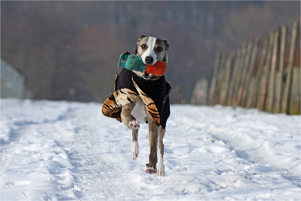 Beim letzten Schnee wurde nochmal apportiert