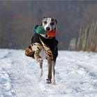 Beim letzten Schnee wurde nochmal apportiert