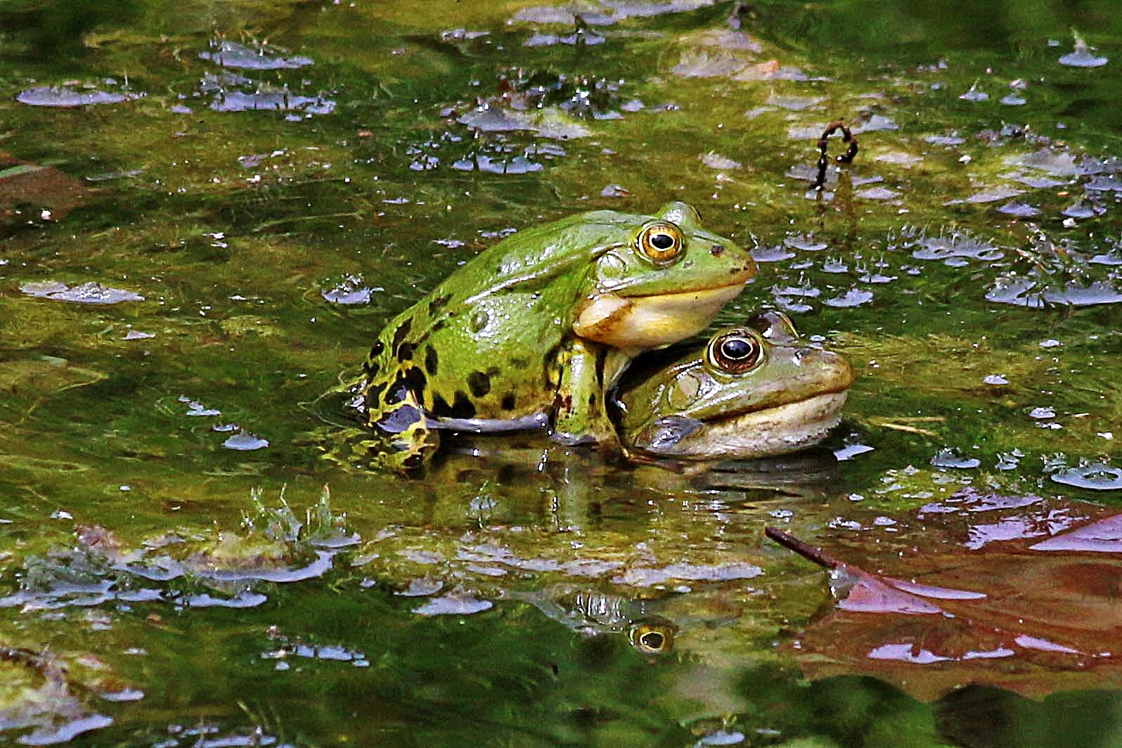 beim Liebesspiel gespiegelt