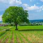 Beim Lindenbänkle