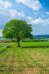 Beim Lindenbänkle