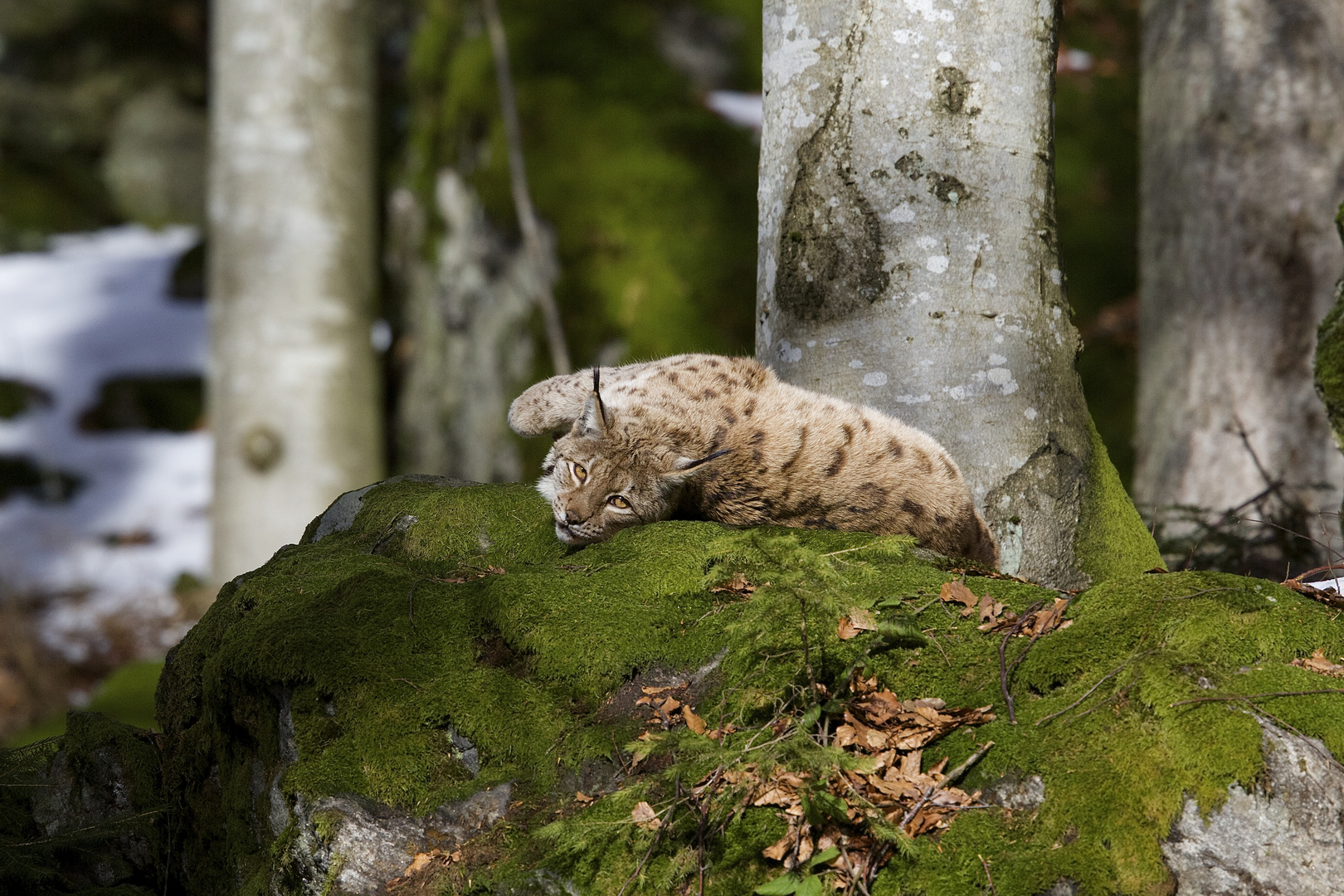 beim Luchs im Nationalpark Bayerischer Wald