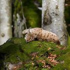 beim Luchs im Nationalpark Bayerischer Wald