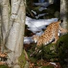 beim Luchs im Nationalpark Bayerischer Wald