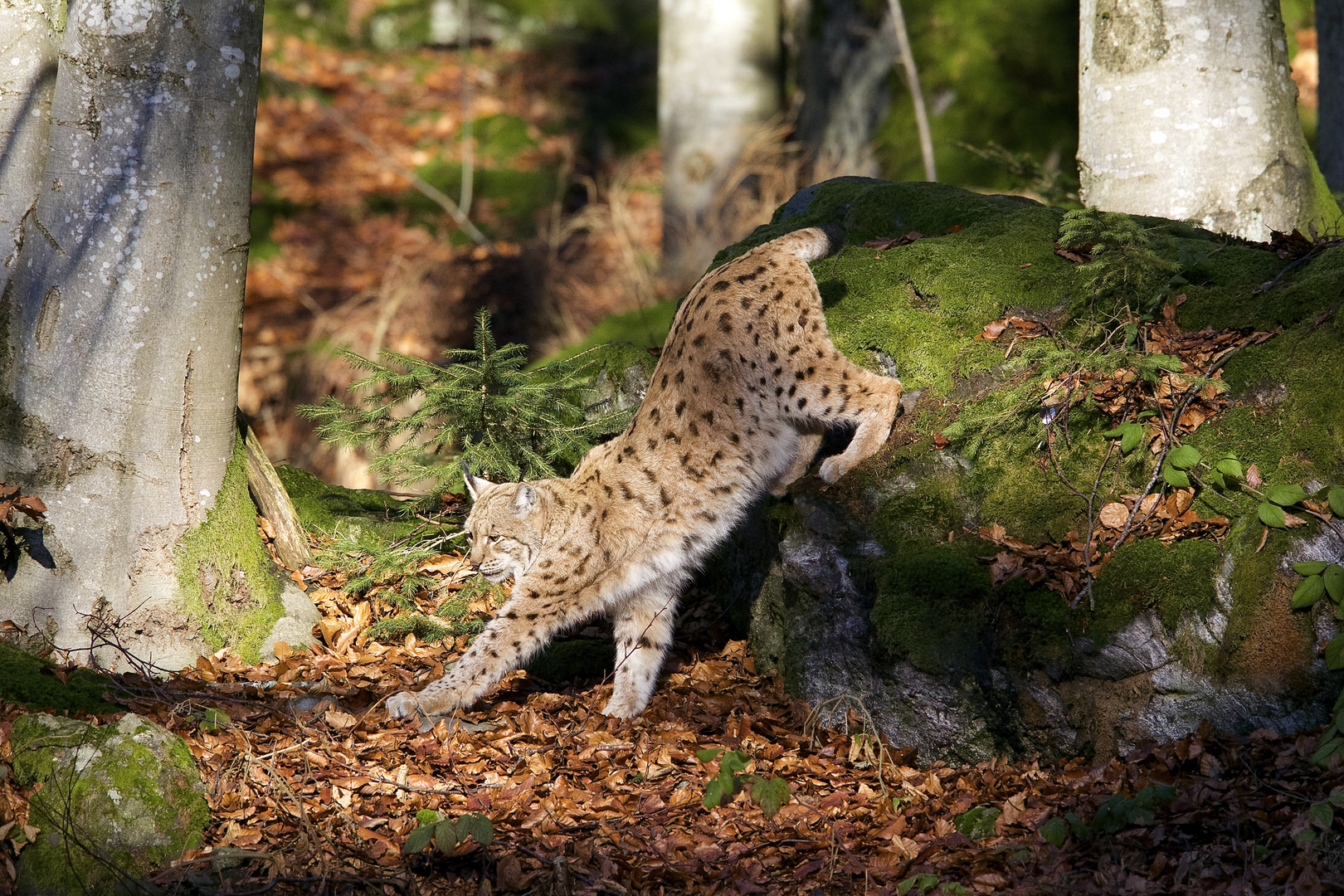 beim Luchs im Nationalpark Bayerischer Wald...