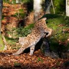 beim Luchs im Nationalpark Bayerischer Wald...